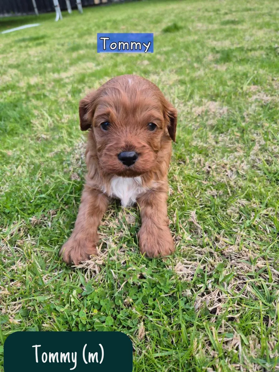 cavoodle-f1