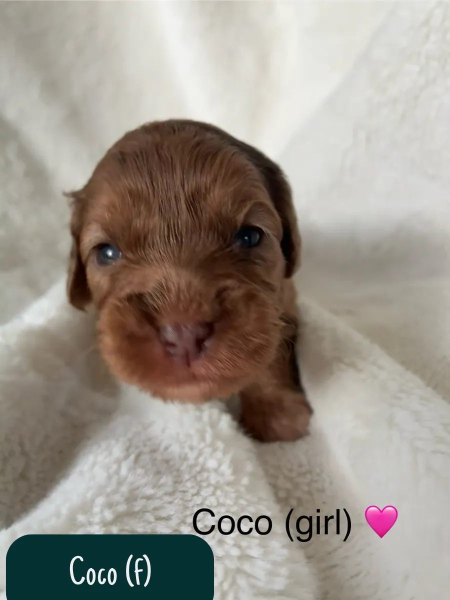 cavoodle-pups-available