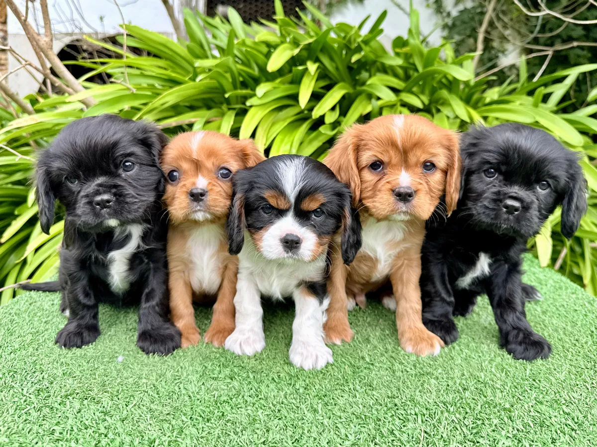 cavalier-king-charles-puppies