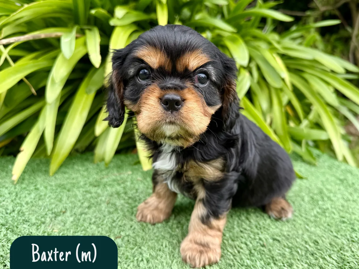 cavalier-puppies-melbourne-victoria
