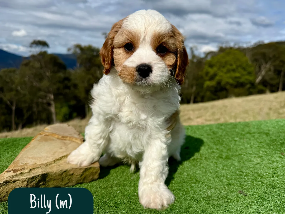 f1-cavoodle-puppy