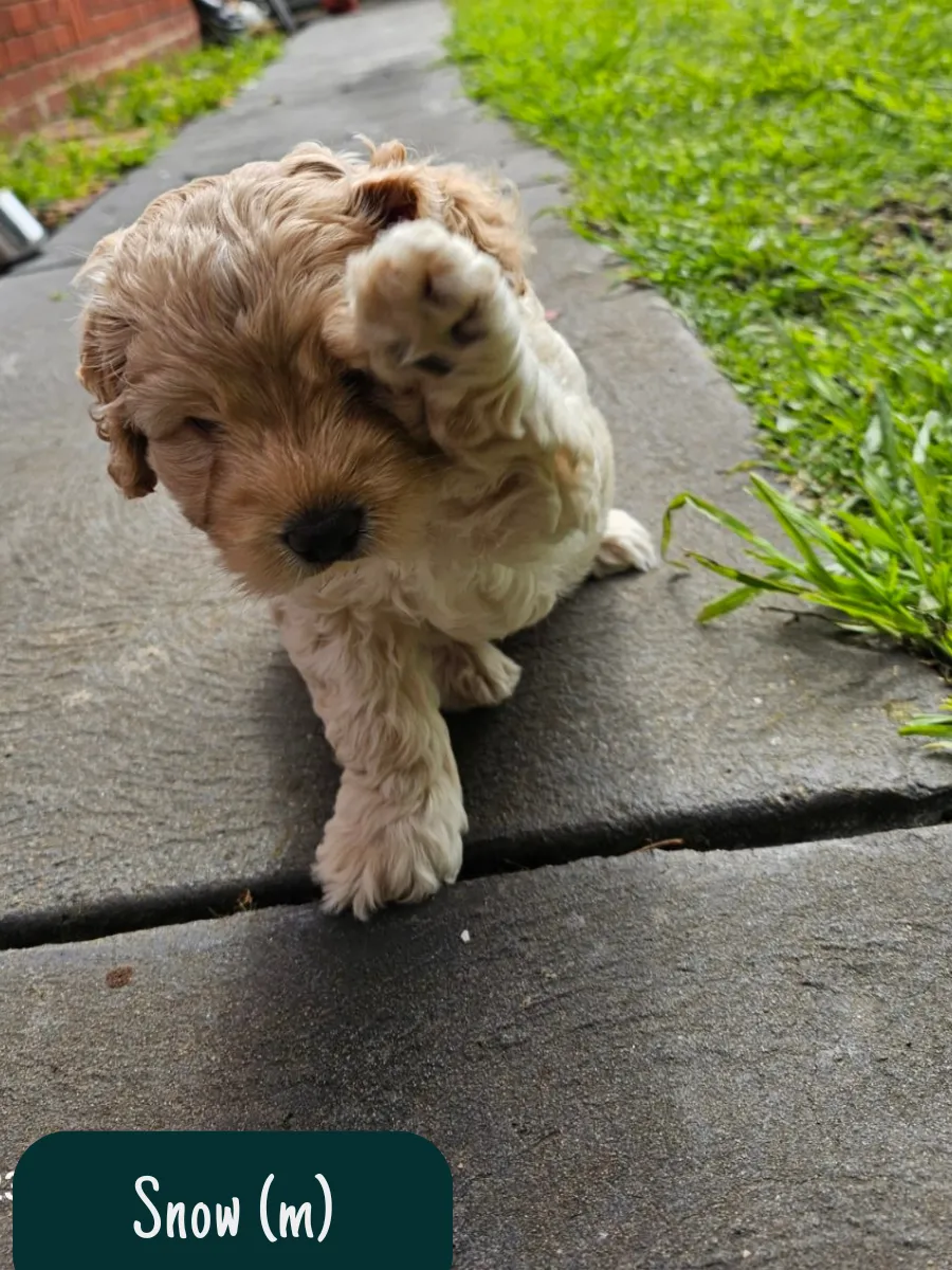 Daisy & Blue's