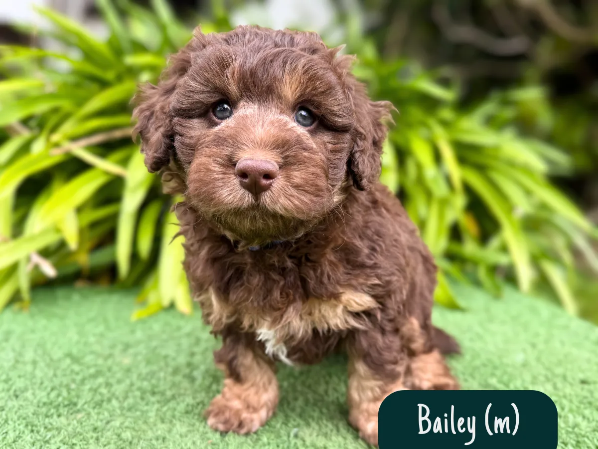 bordoodle-puppies