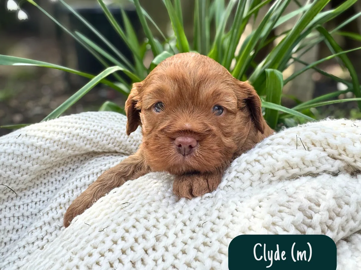 cavoodle-pups-victoria