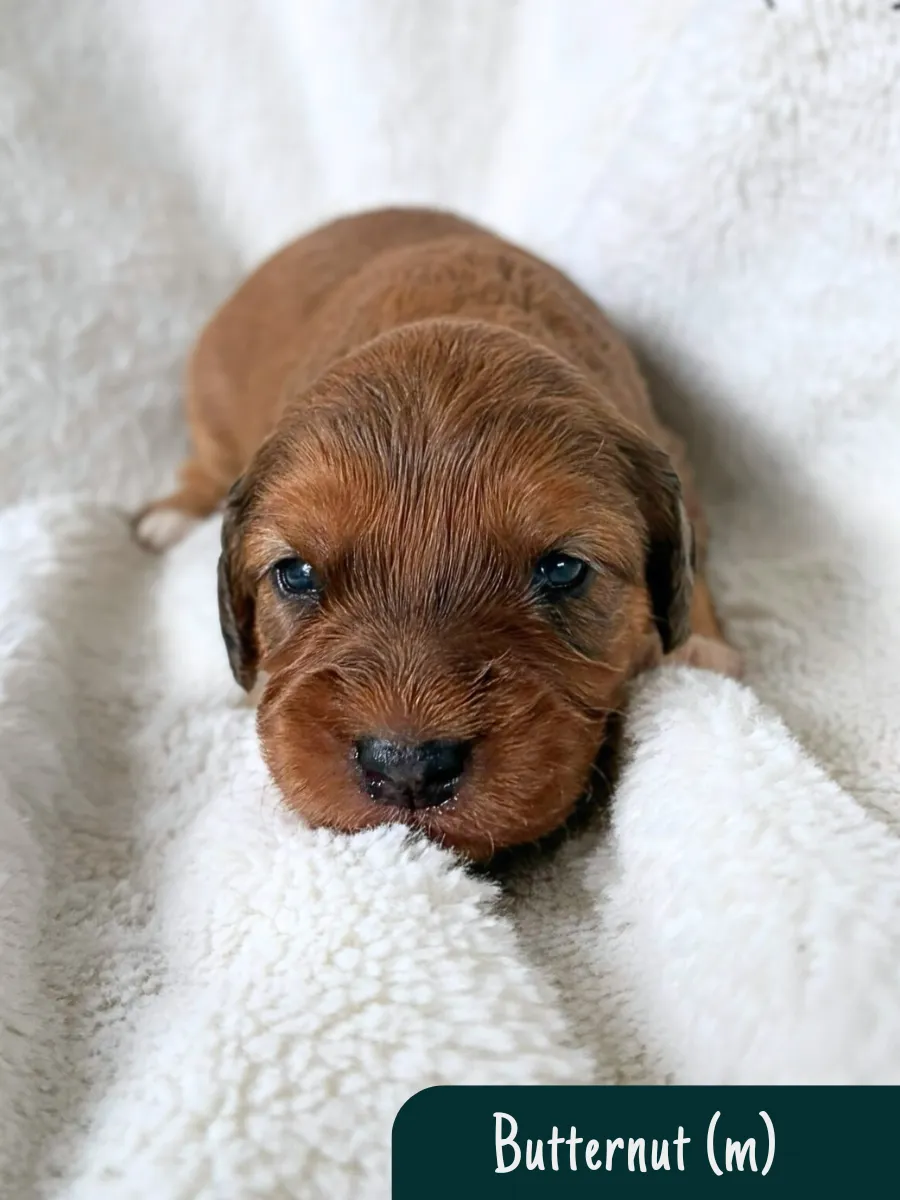 cavoodle-pups-available