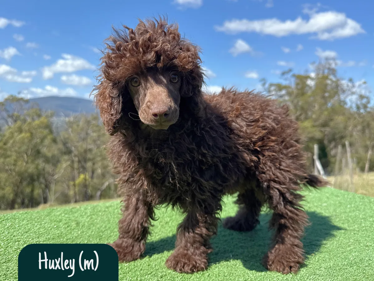 mini-toy-poodle-puppies