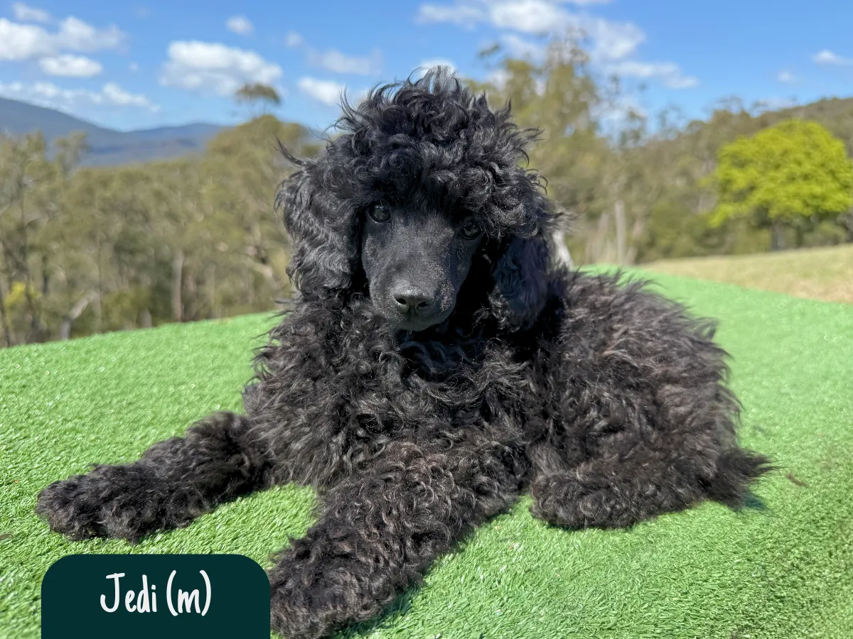 mini-toy-poodle-puppies