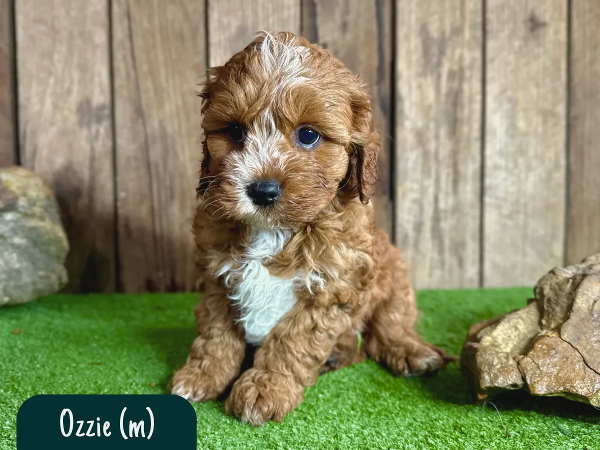 cavoodle-pups-victoria