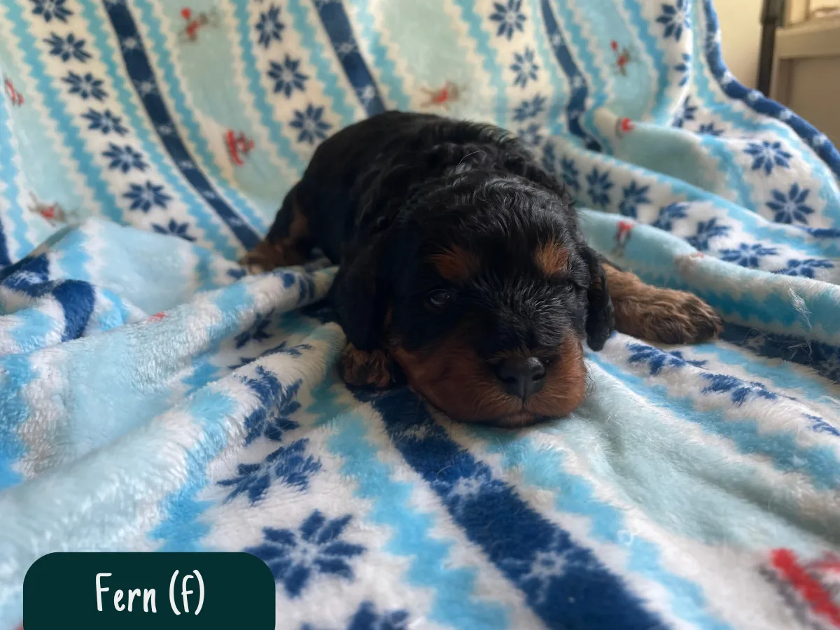 f1-cavoodle-puppy