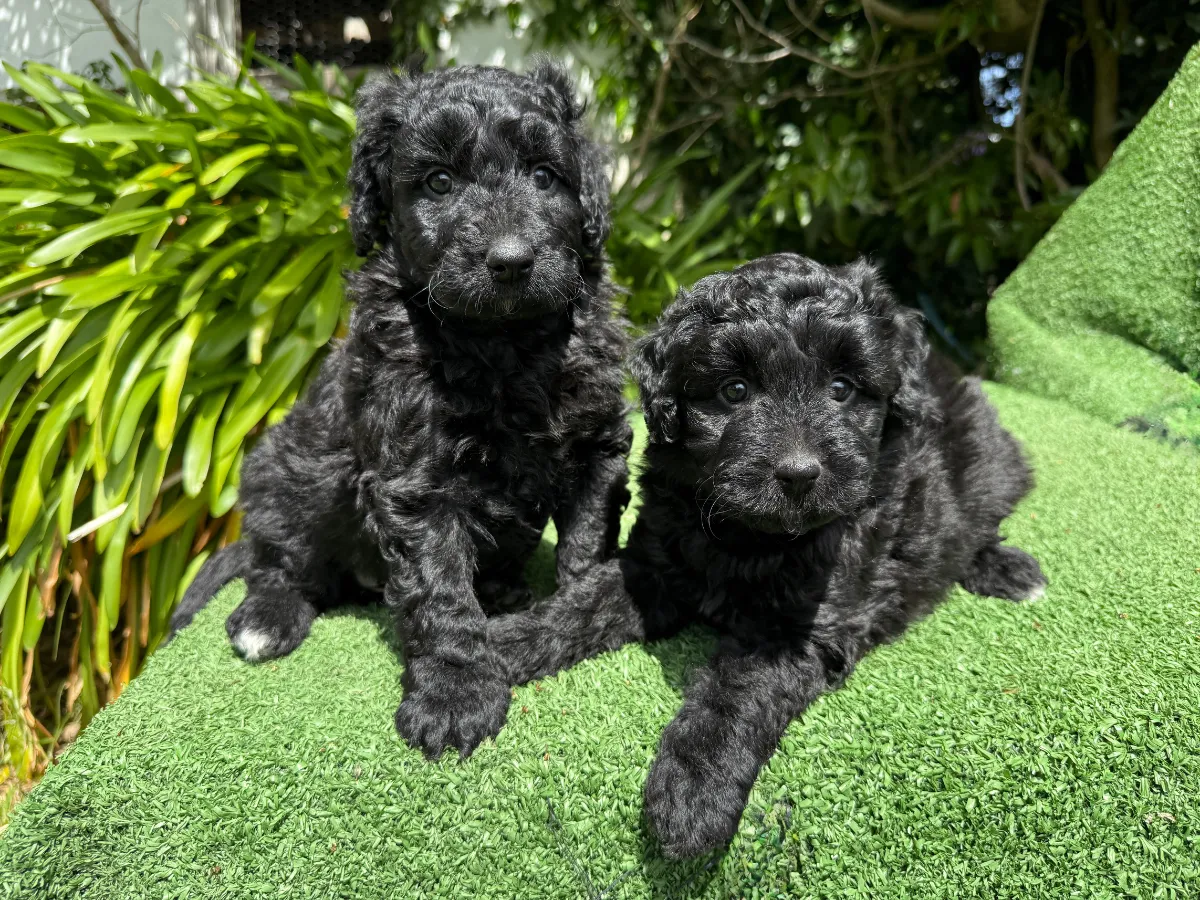 bordoodle-pups
