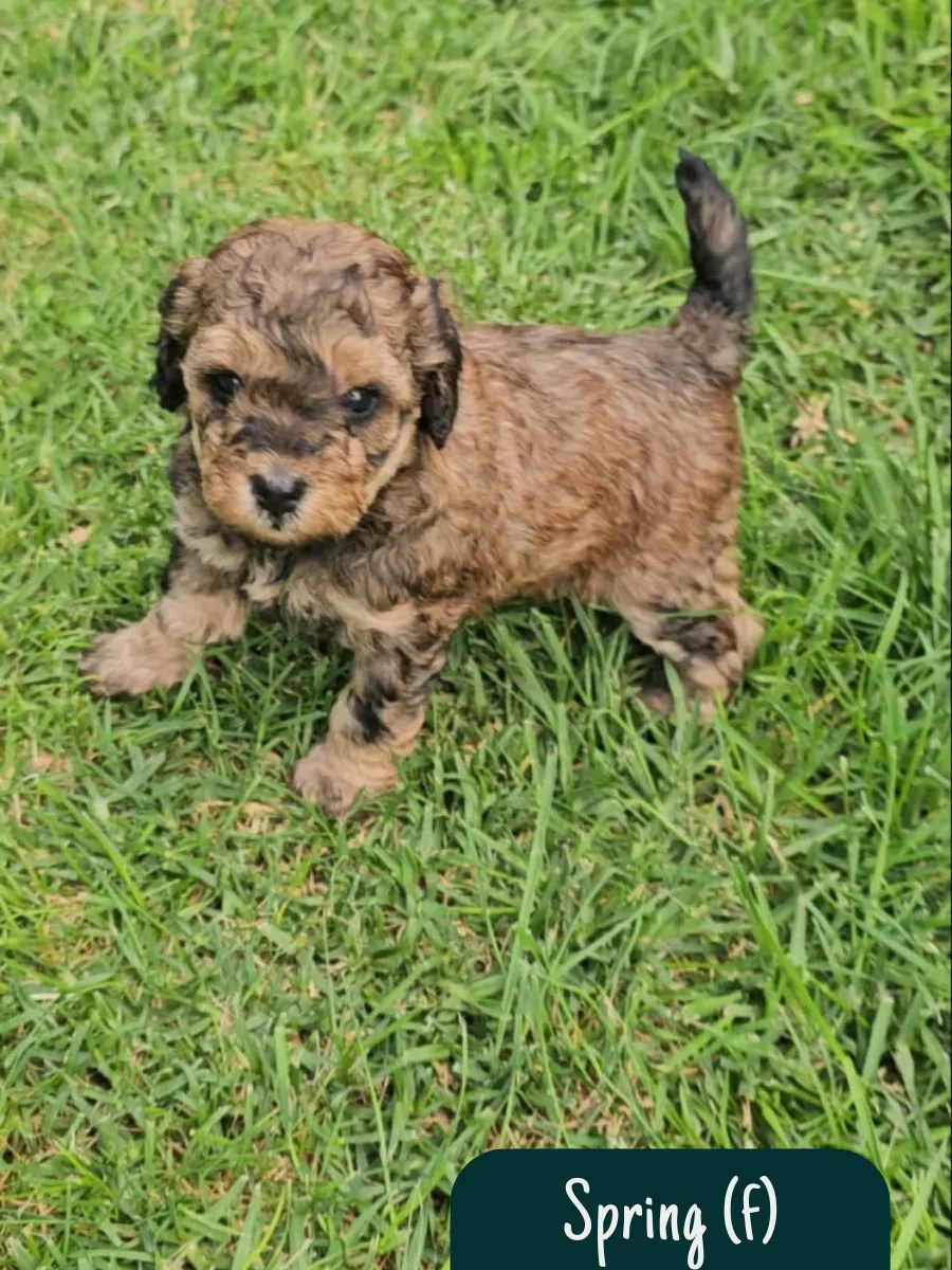 minipoodle