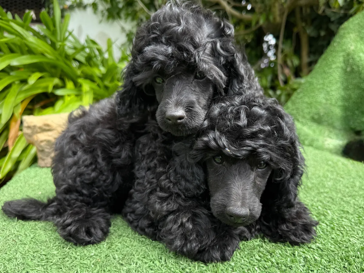 mini-poodles-vic
