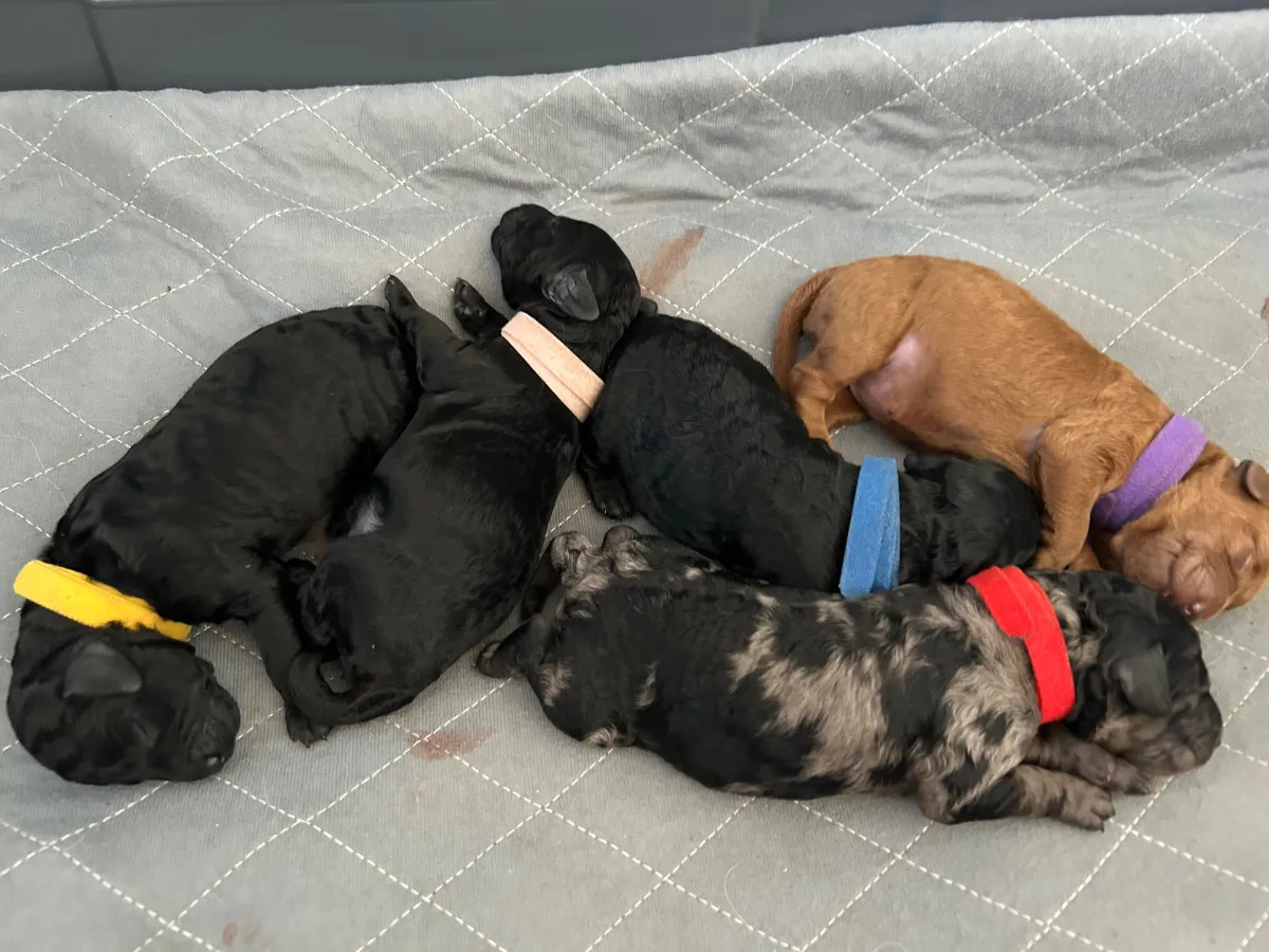 groodle-puppies-melbourne