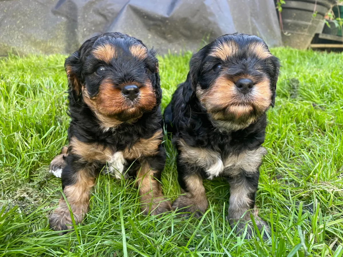 f1-cavoodle-puppy