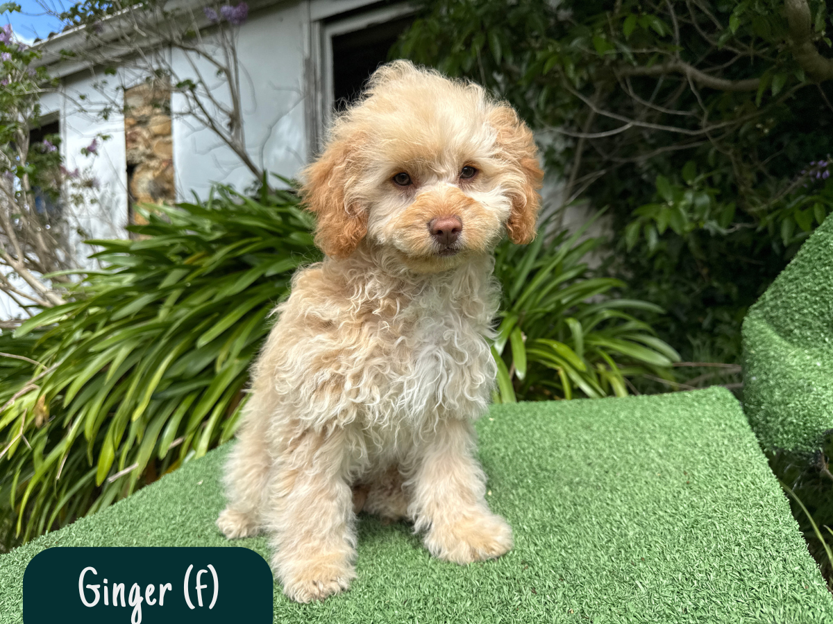 cavoodle-pups-victoria