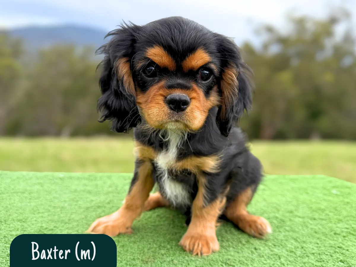 cavalier-king-charles-pups