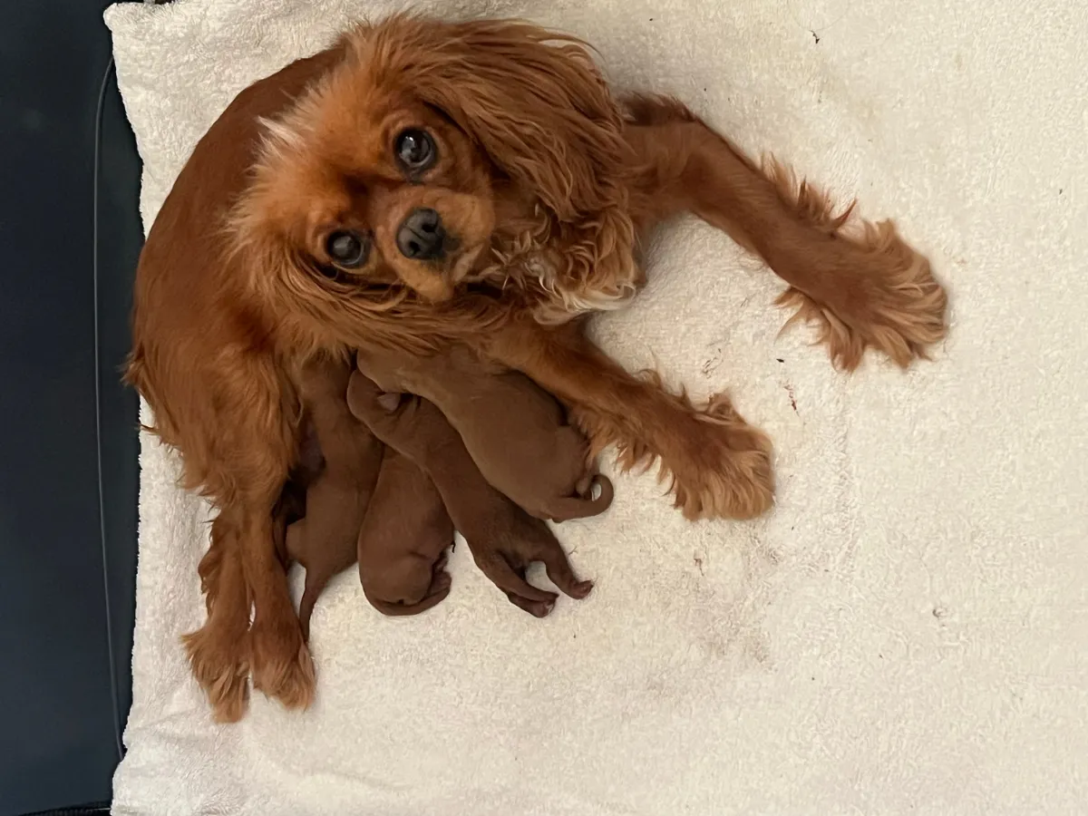 cavoodle-f1