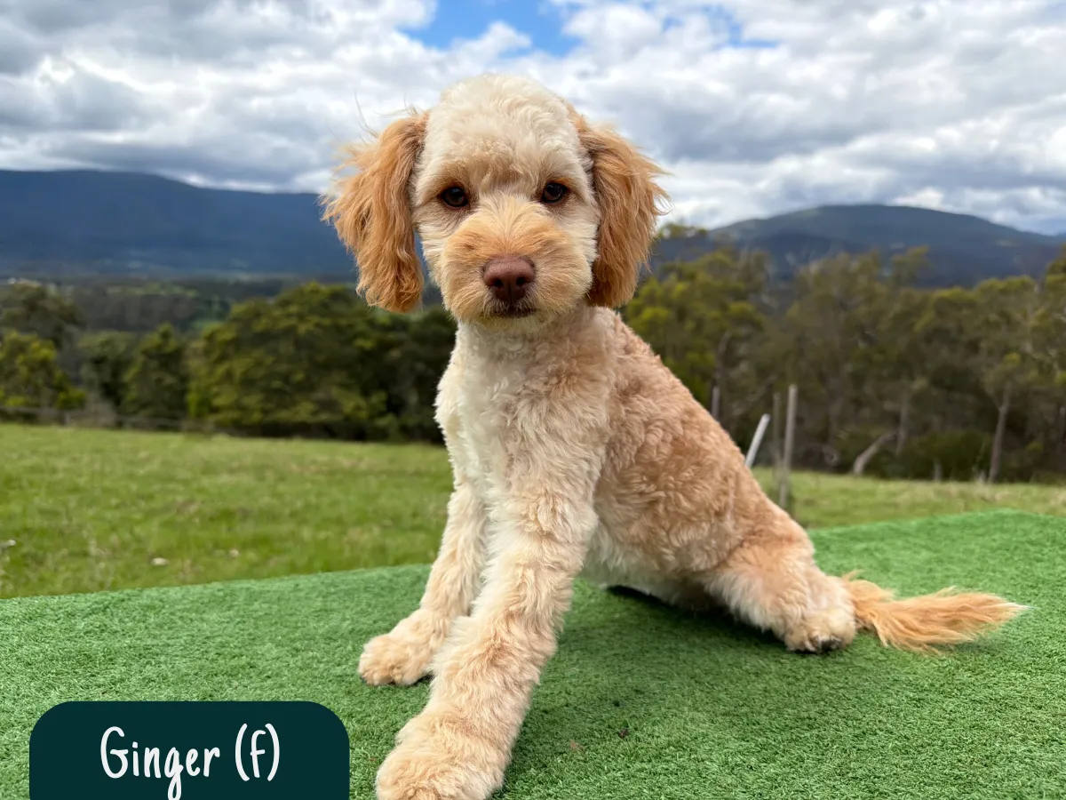 cavoodle-pups-victoria
