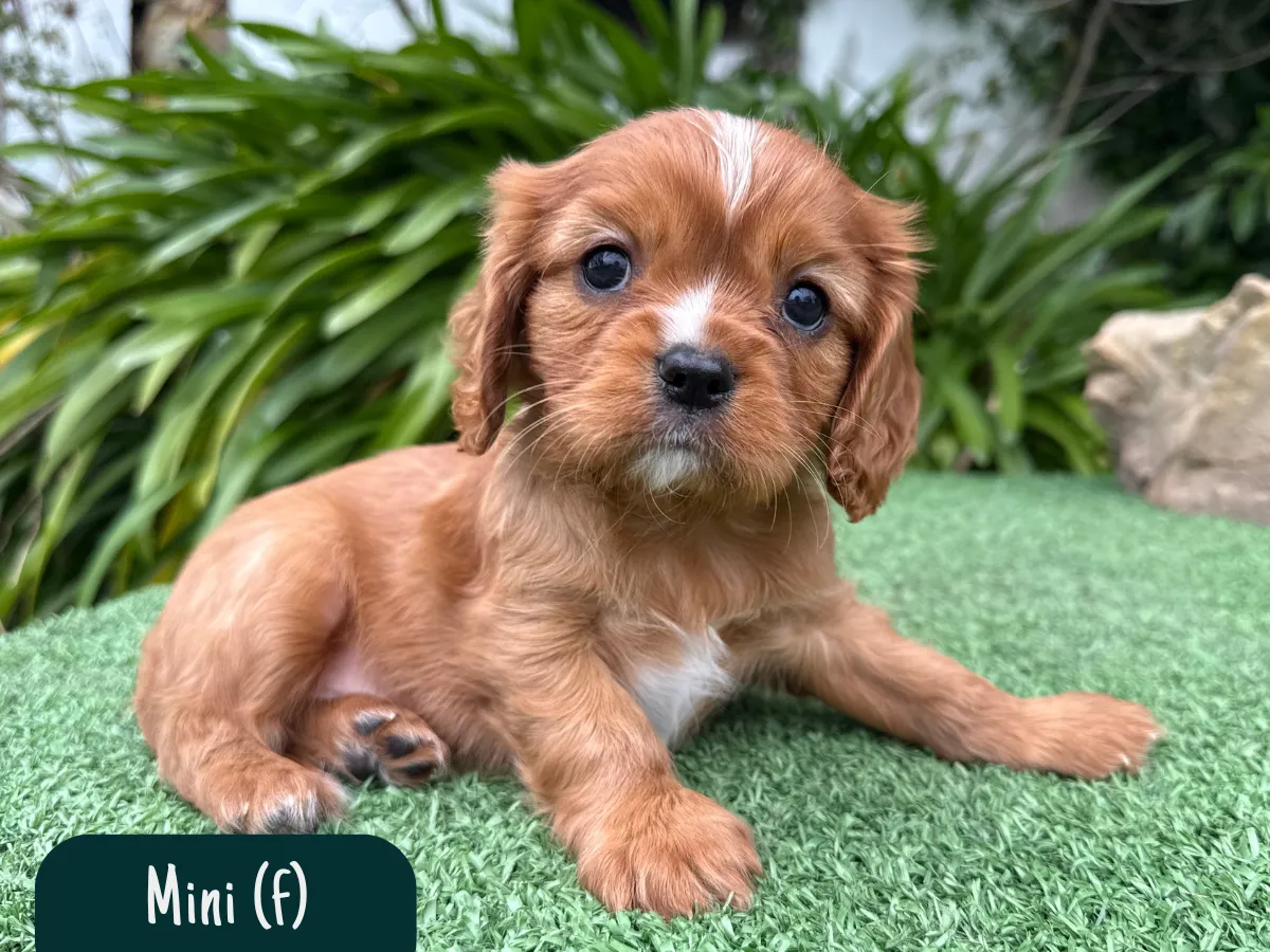 cavalierkingcharles