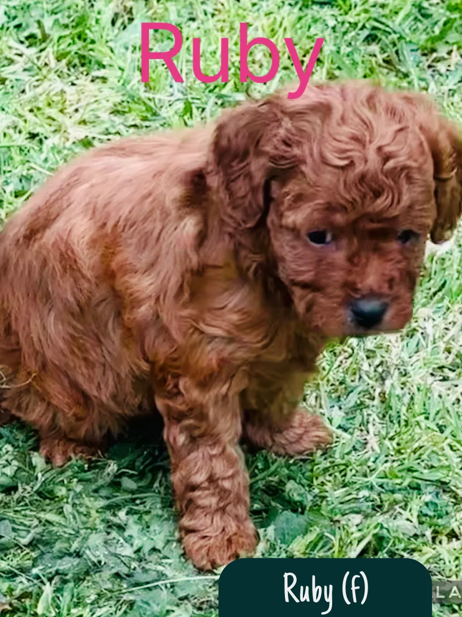 f1b-cavoodles-melbourne