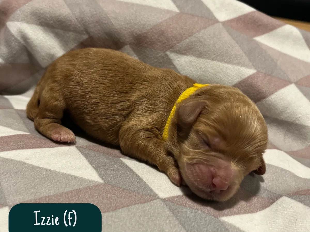 cavoodle-pups-melbourne