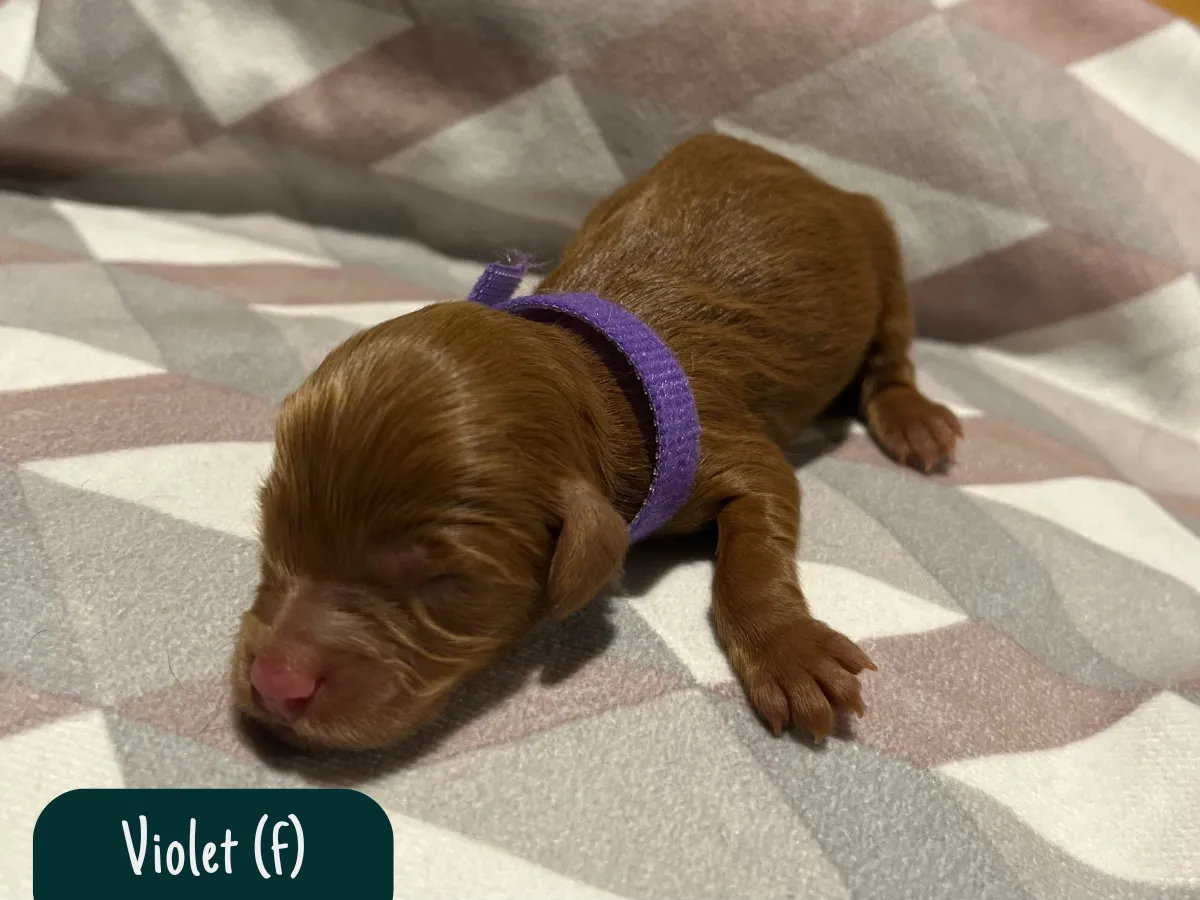 cavoodle-pups-melbourne