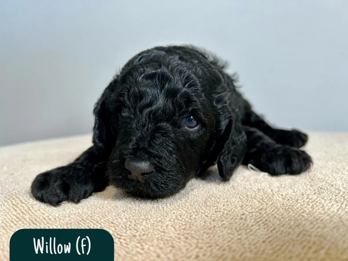 groodle-puppies-melbourne