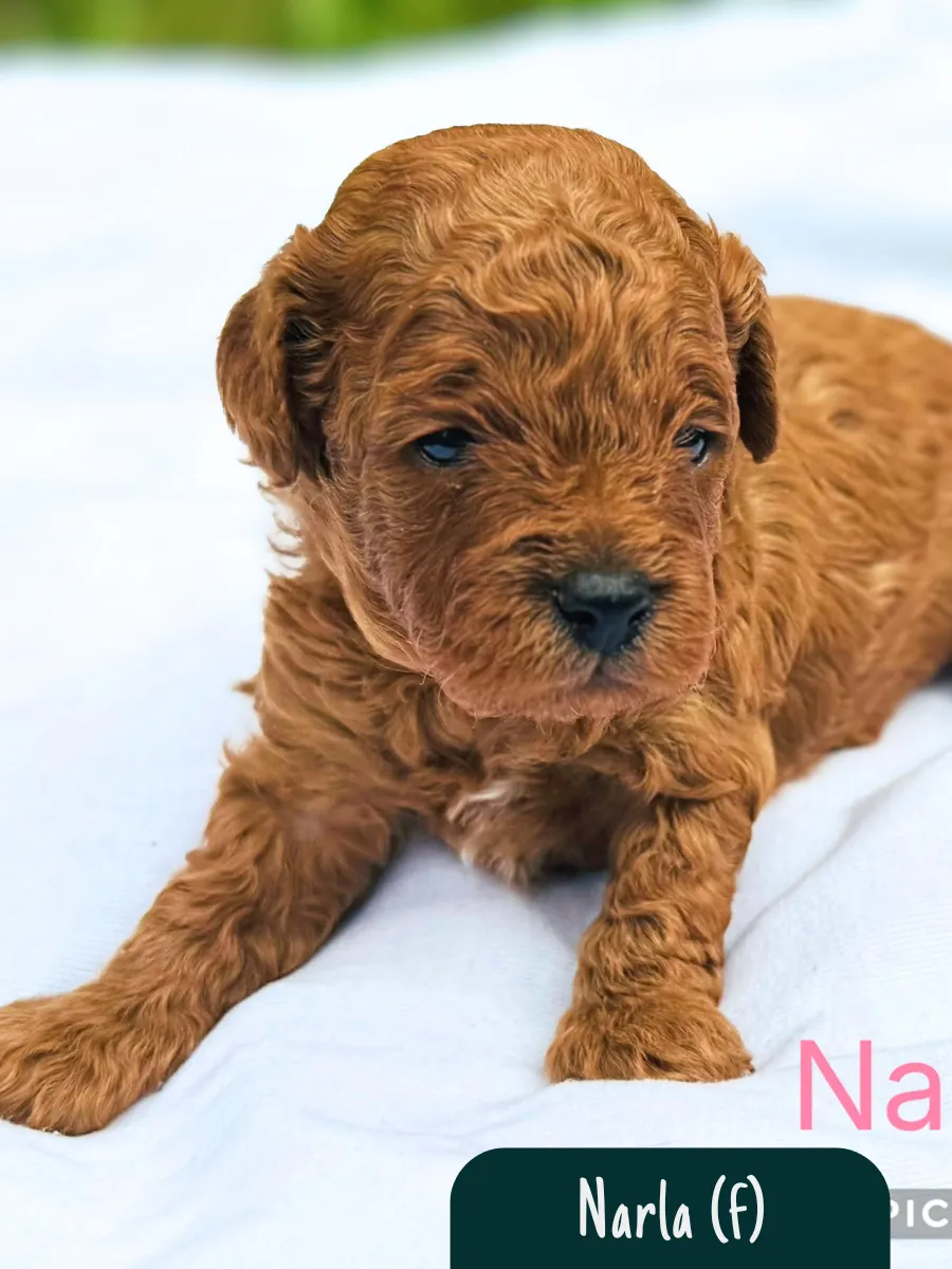 f1b-cavoodles-melbourne