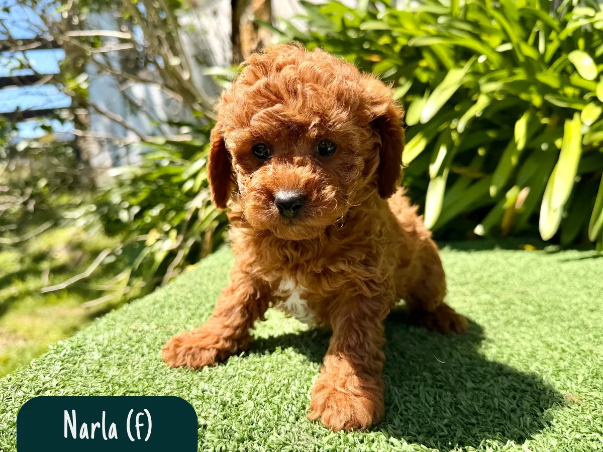 f1b-cavoodles-melbourne