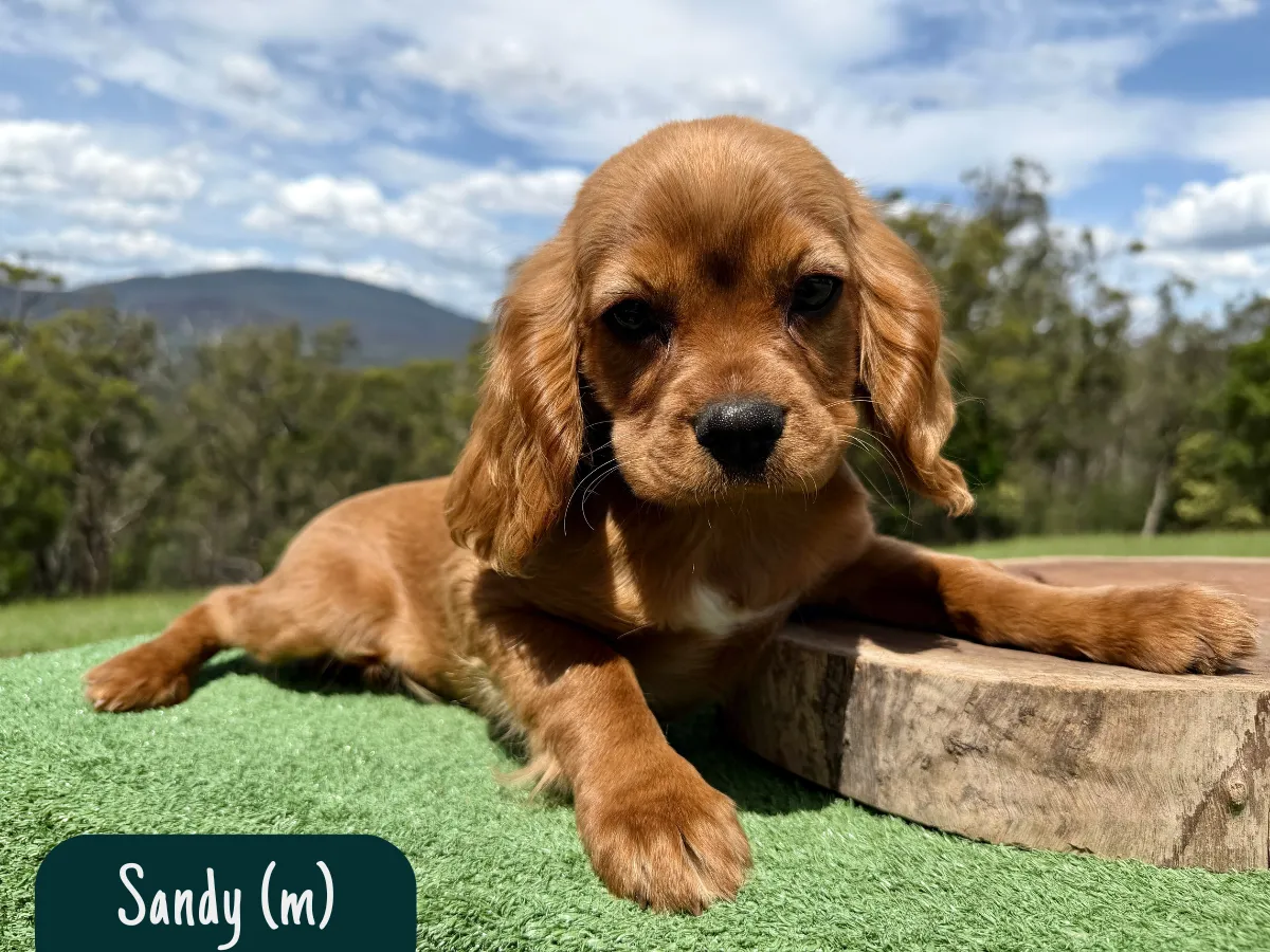 cavalier-puppies-melbourne