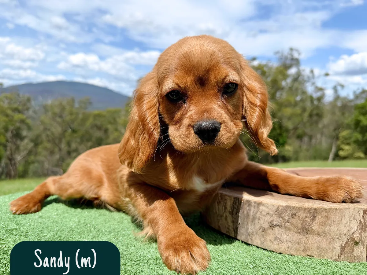 cavalier-puppies-melbourne