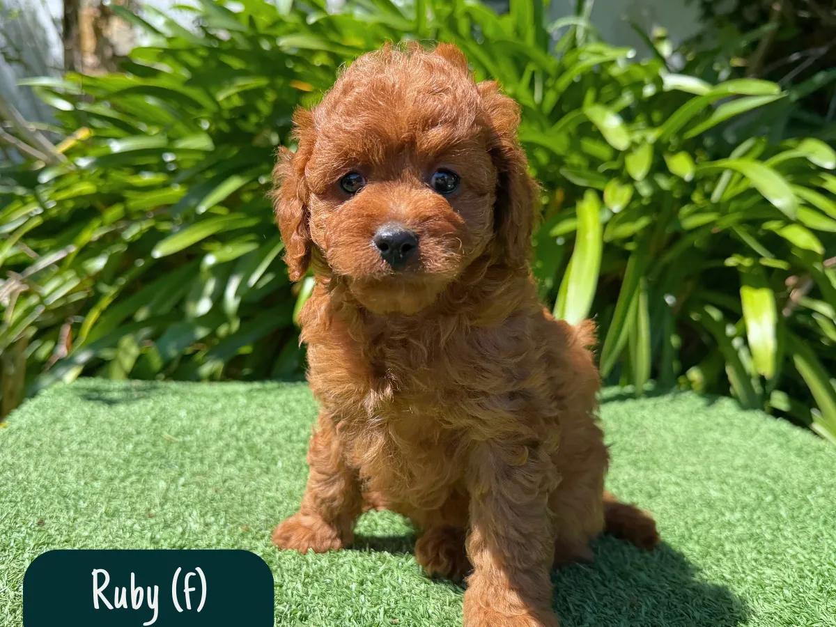 f1b-cavoodles-melbourne