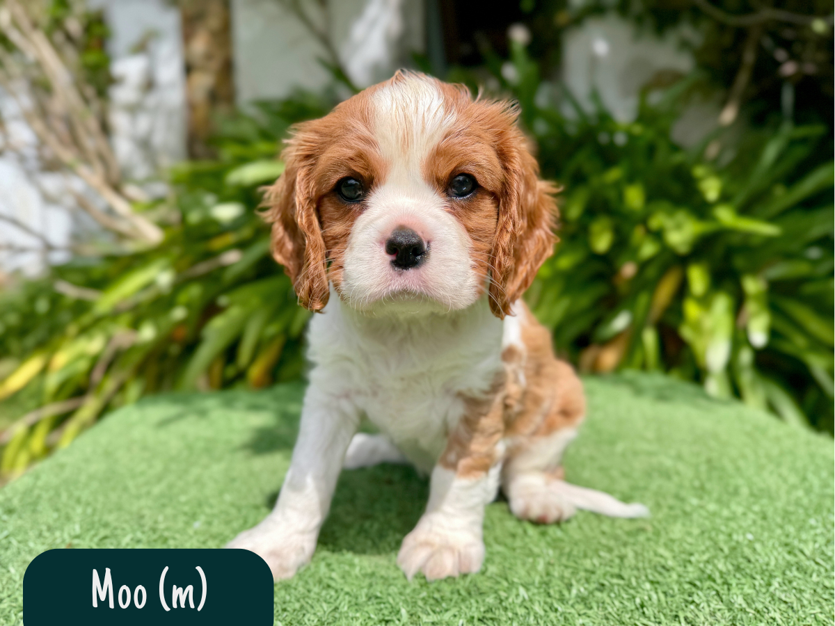 cavalier-king-charles-pups