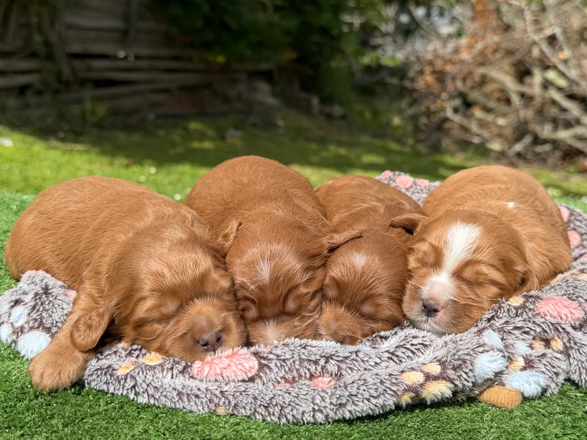 toy-cavoodle-puppies-victoria