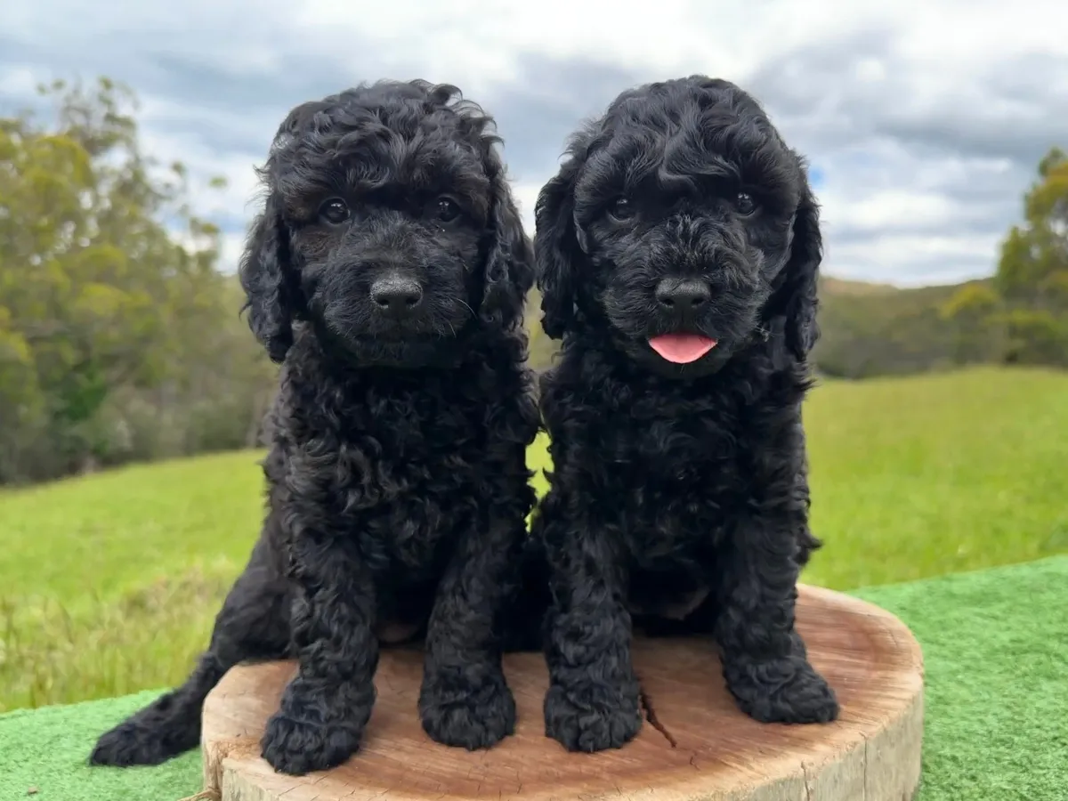 groodle-puppies-melbourne