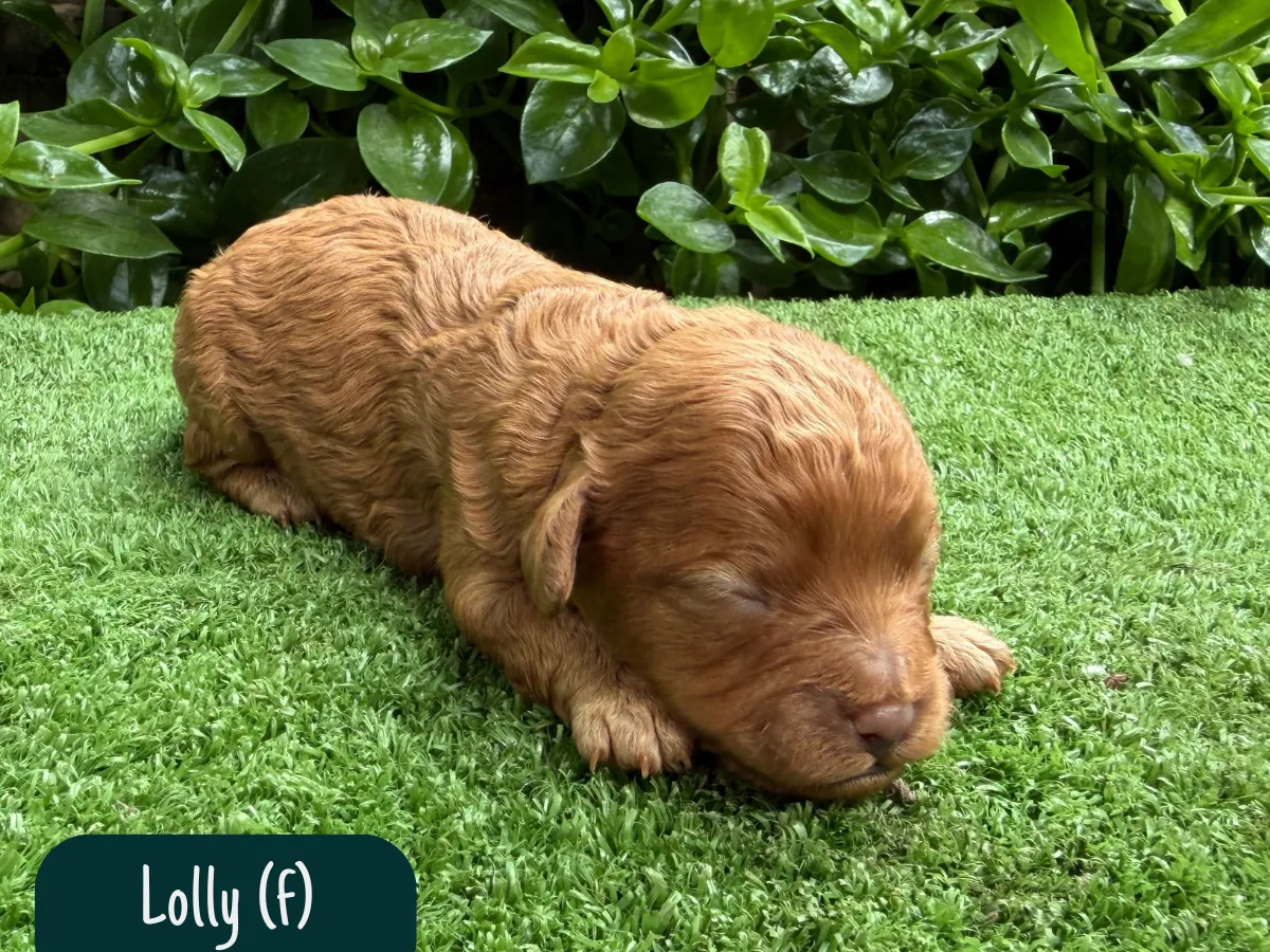f1b-cavoodle-puppies