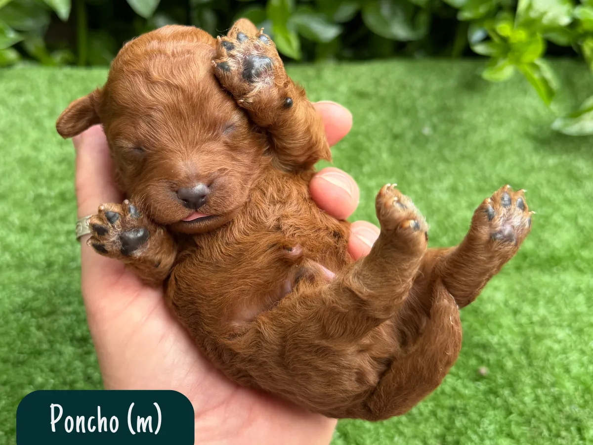 f1b-cavoodle-puppies