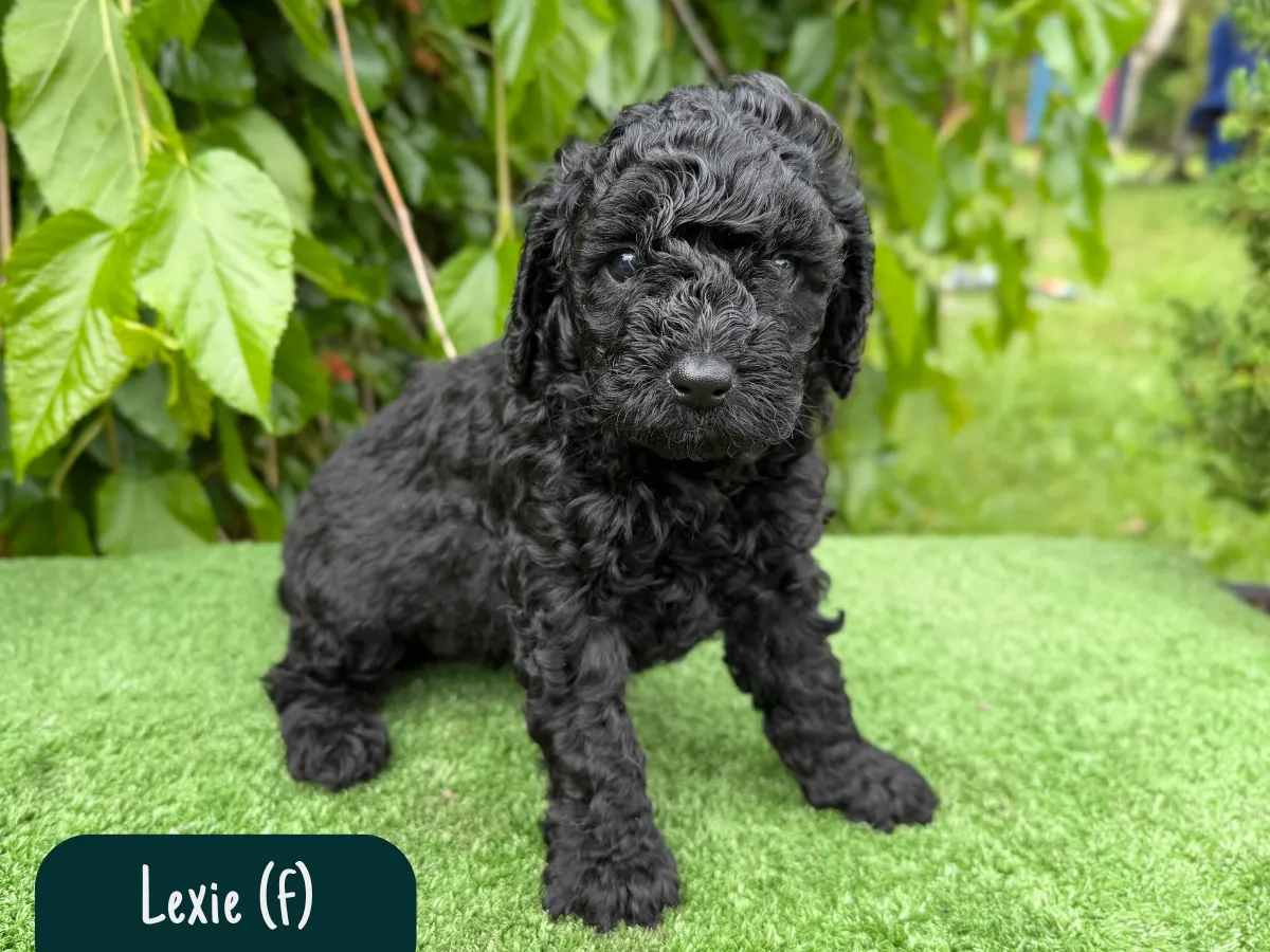 cavoodle-pups-melbourne