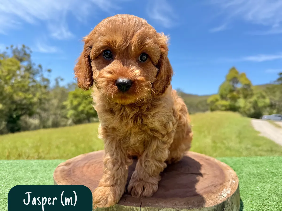 cavoodle-f1