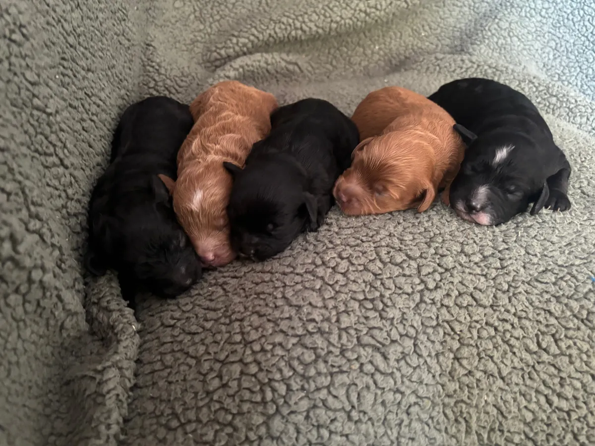 f1b-cavoodles-melbourne