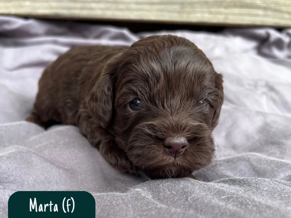 cavoodle-pups-available