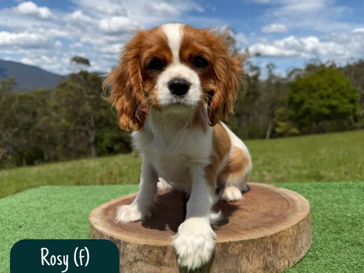 cavalier-king-charles-pups