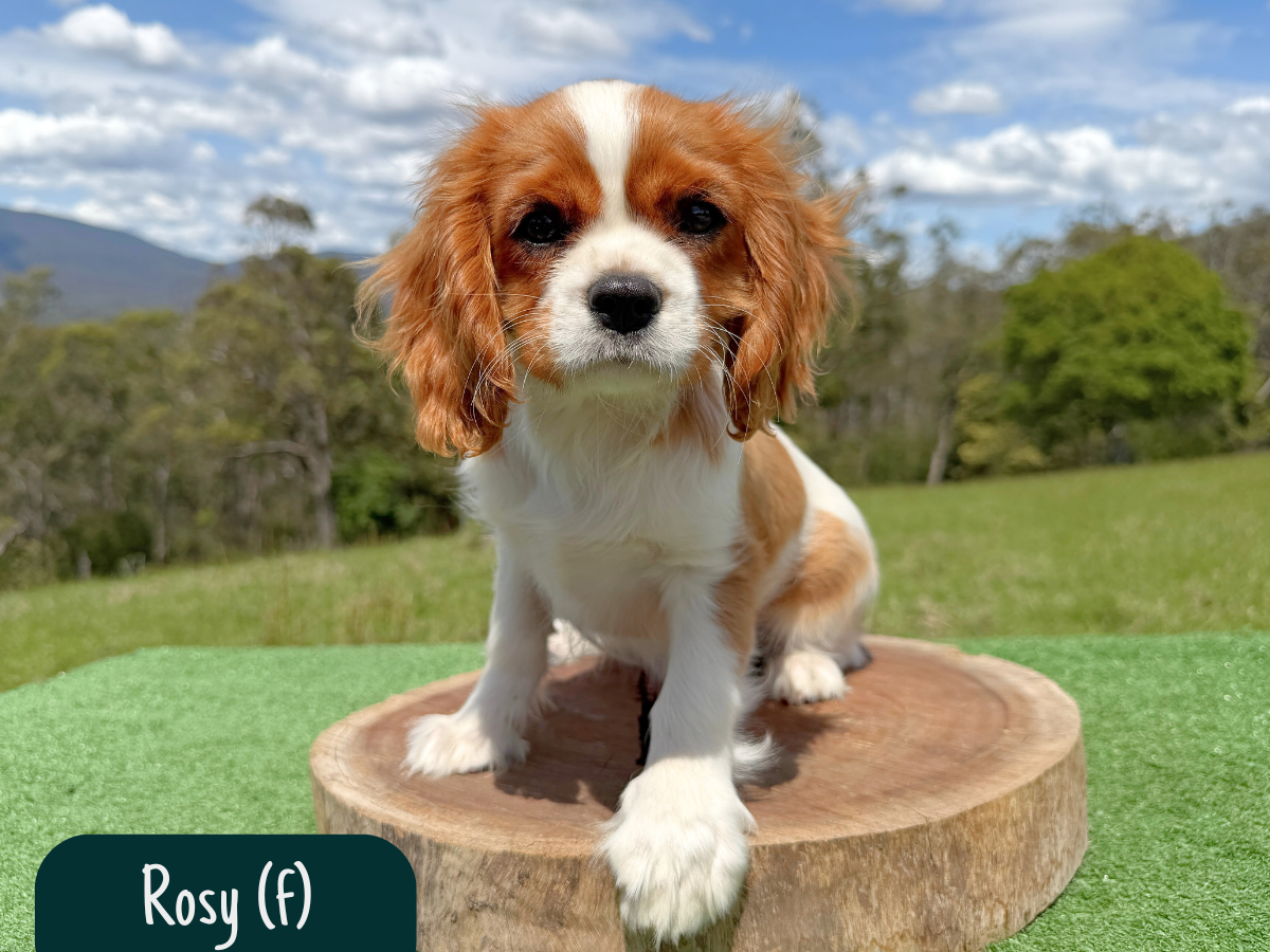 cavalier-king-charles-pups