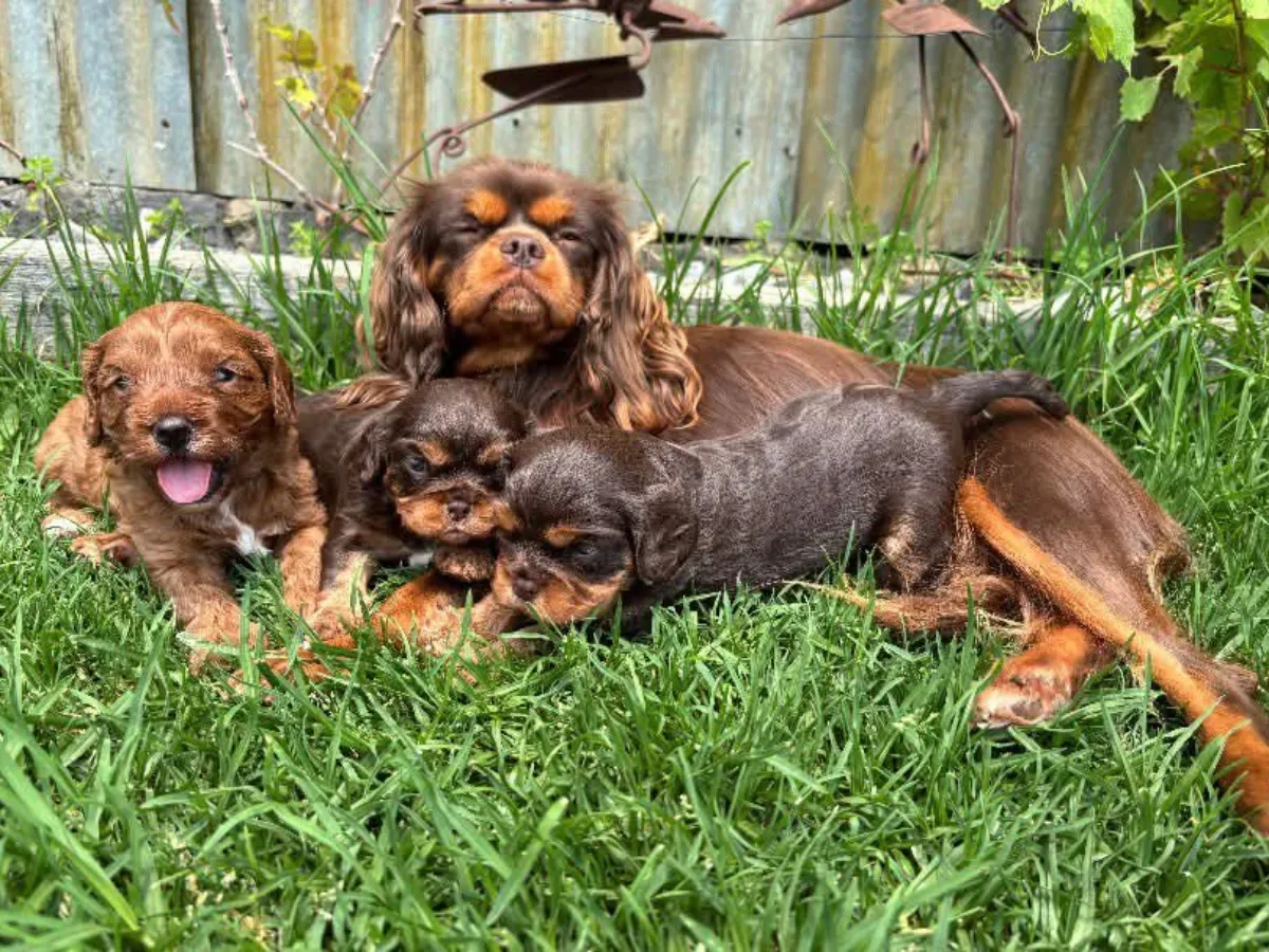 cavalierkingcharles-puppies