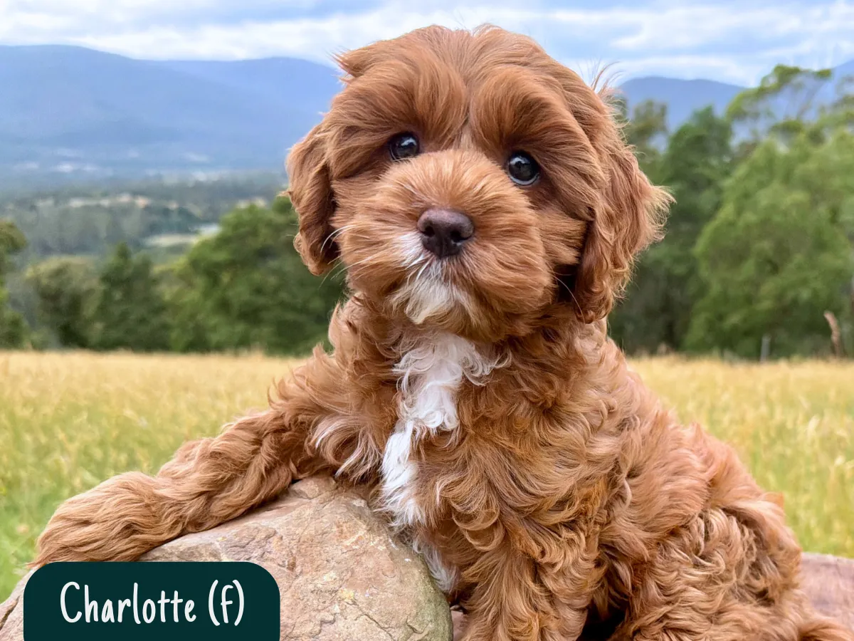toy-cavoodle-puppies-victoria
