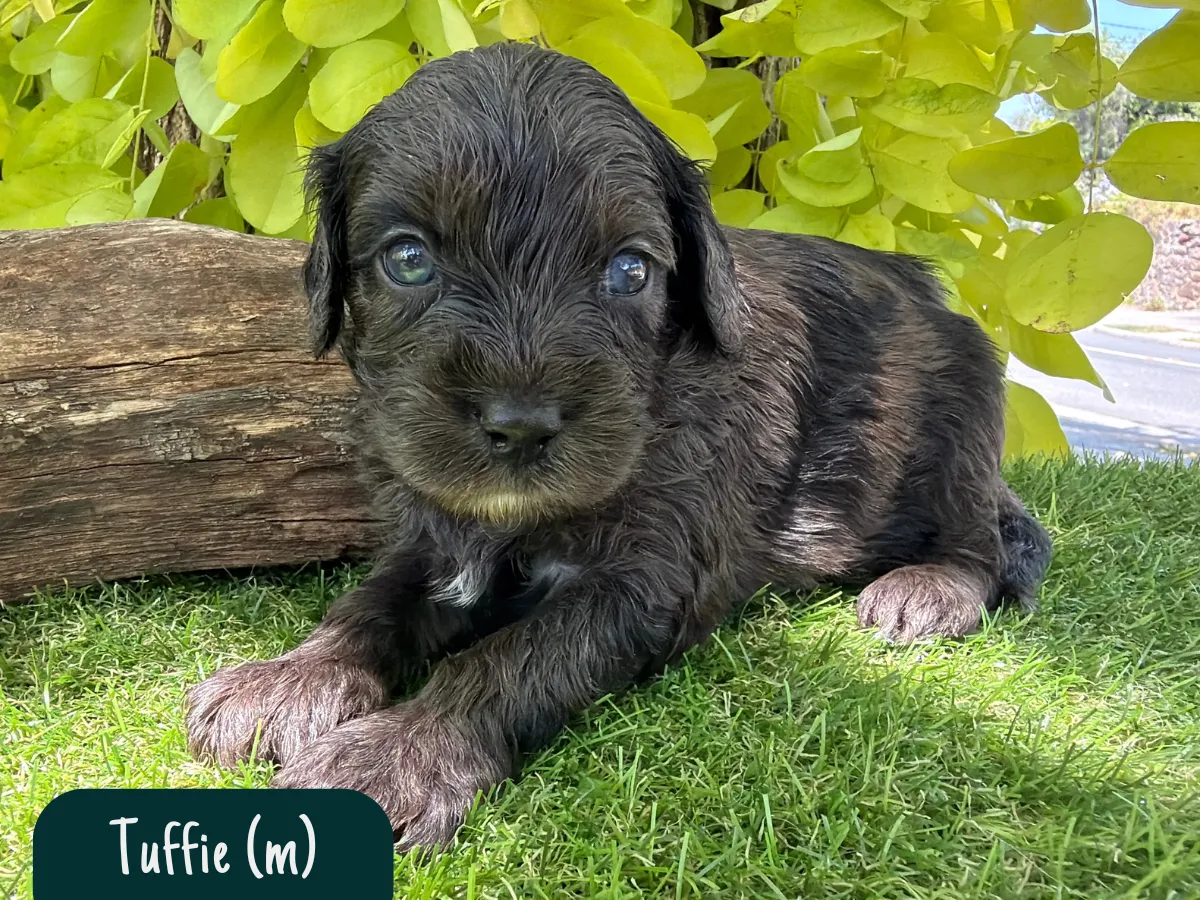 f1-cavoodle-melbourne