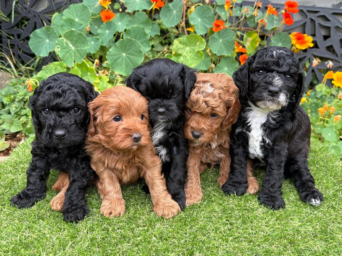 f1b-cavoodles-melbourne