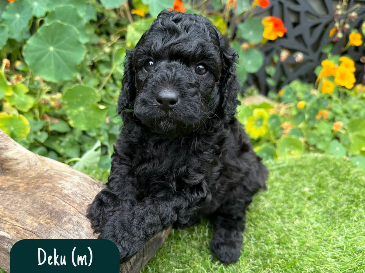 f1b-cavoodles-melbourne