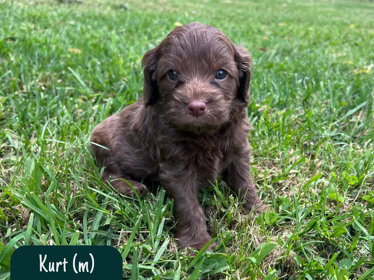 cavoodle-pups-available