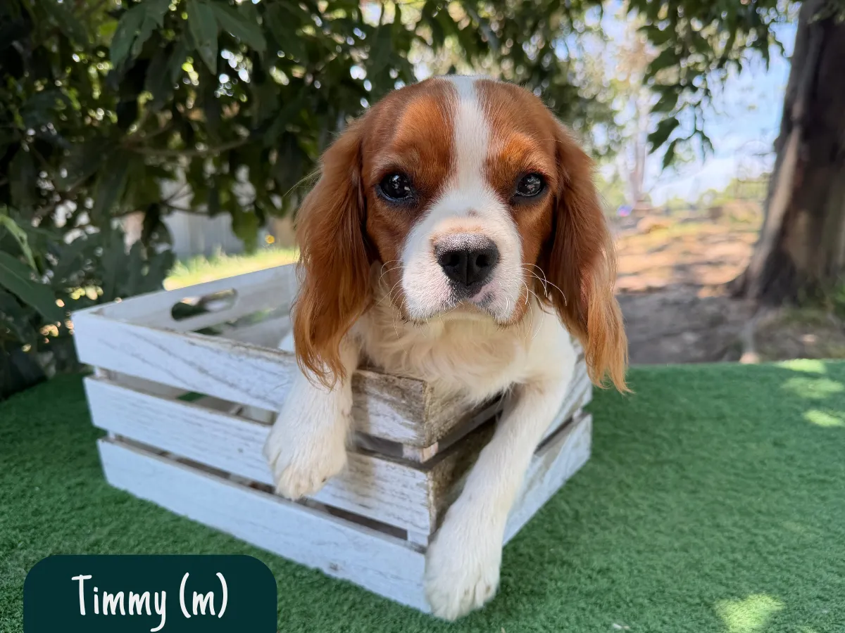 cavalier-king-charles-pups